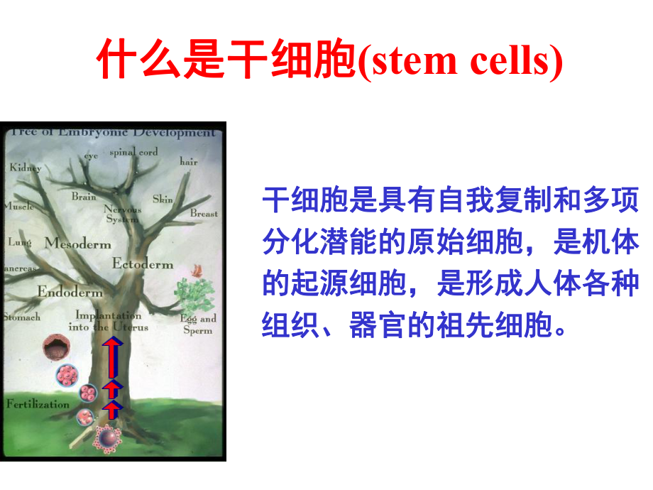 干细胞与组织工程上课件.ppt_第3页