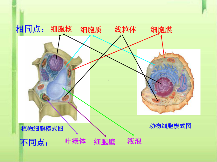 细胞的生活课件21人教版.ppt_第2页