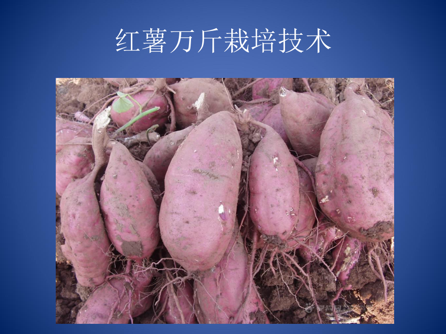 红薯超高产栽培课件.ppt_第1页