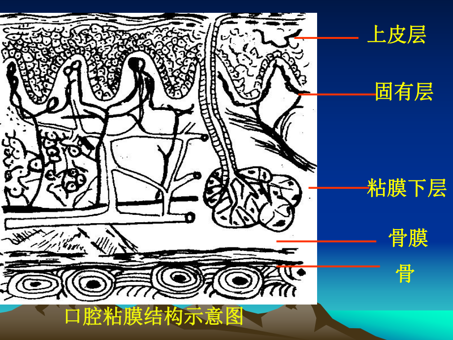 口腔粘膜课件.ppt_第2页