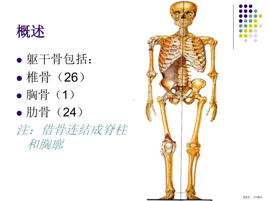 解剖学脊柱组成及形态解读课件.ppt_第2页