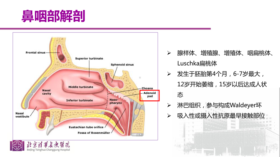 腺样体肥大的影像学诊断-PPT课件.ppt_第3页