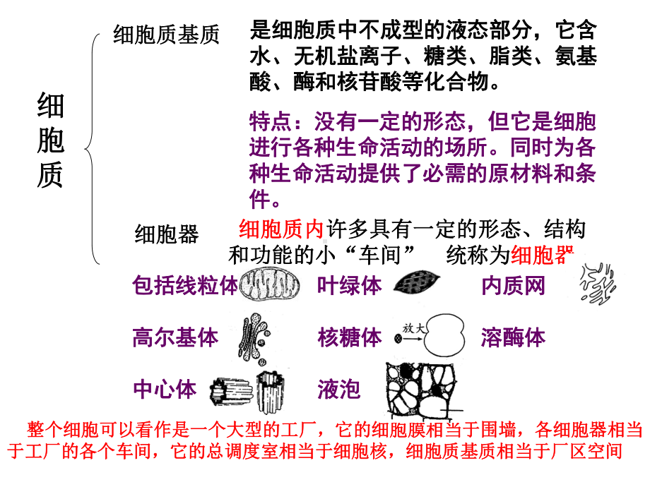 细胞器-系统的分工与合作课件.ppt_第3页