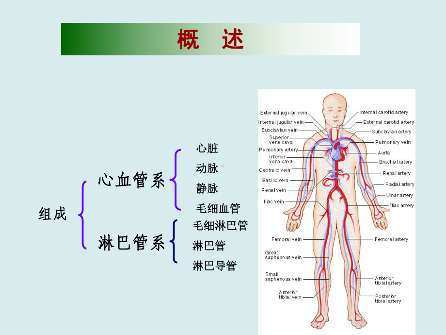 组织学循环系统课件.ppt_第1页