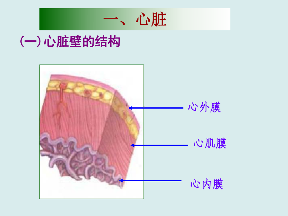 组织学循环系统课件.ppt_第2页