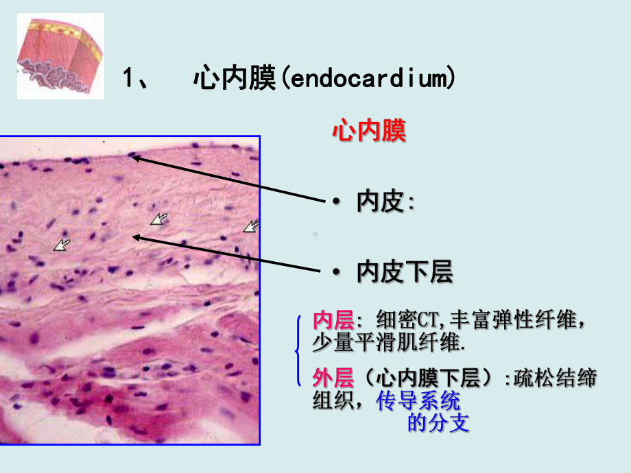 组织学循环系统课件.ppt_第3页