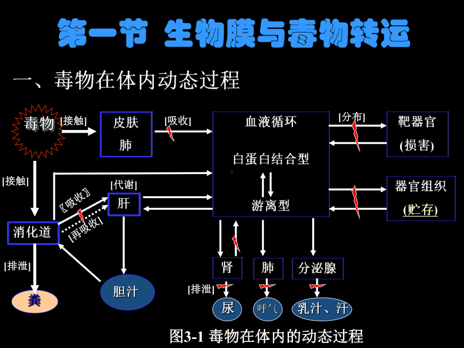 毒物的体内转化课件.ppt_第3页