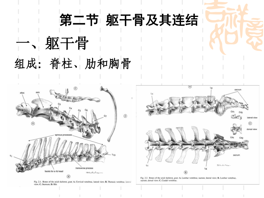 躯干骨和头骨课件.ppt_第1页