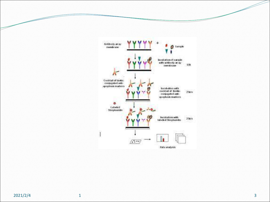 蛋白芯片技术的研究现状课件.ppt_第3页