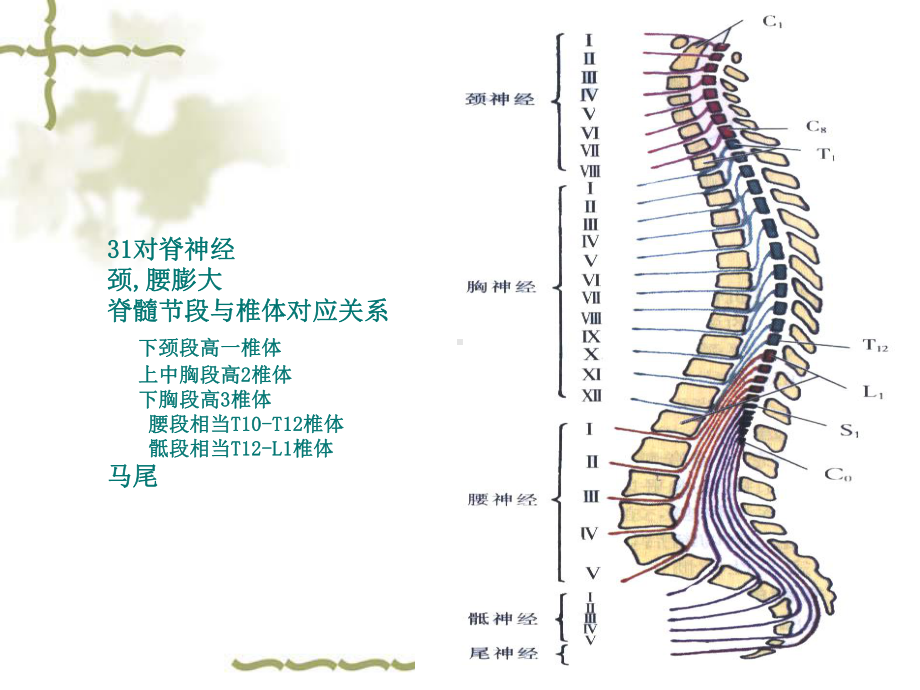 脊髓血管病（可编辑的）课件.ppt_第2页