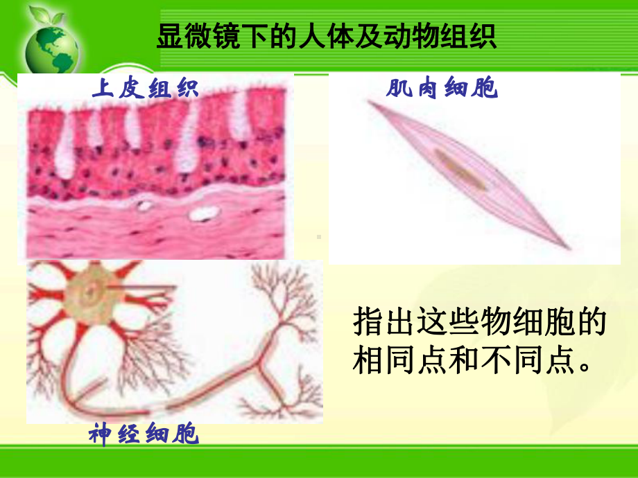 细胞的基本结构13优秀课件.ppt_第2页