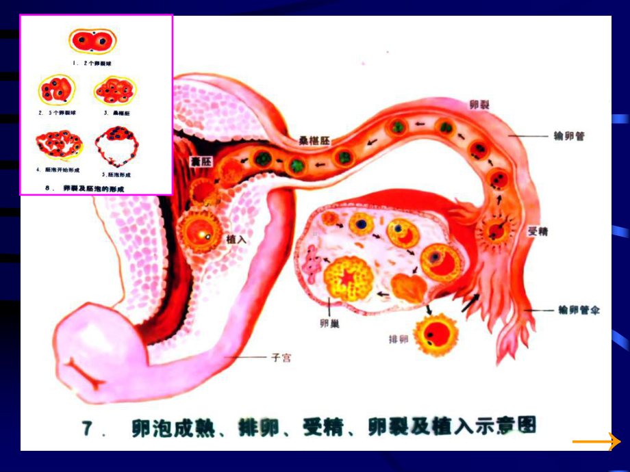 胚胎学总论讲义之二课件.ppt_第2页