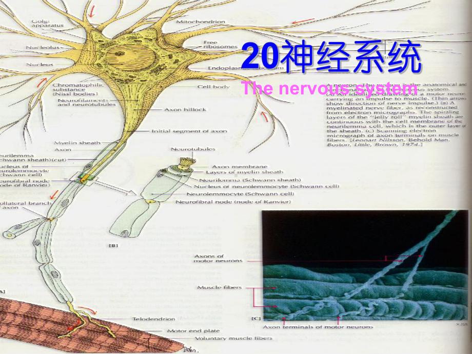 解剖生理学神经-ppt课件.ppt_第1页