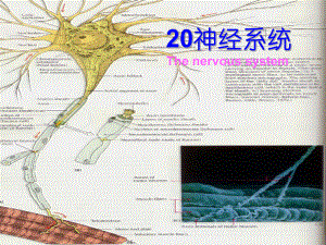 解剖生理学神经-ppt课件.ppt