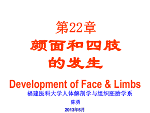 组织学与胚胎学第22章颜面和四肢的发生课件.ppt