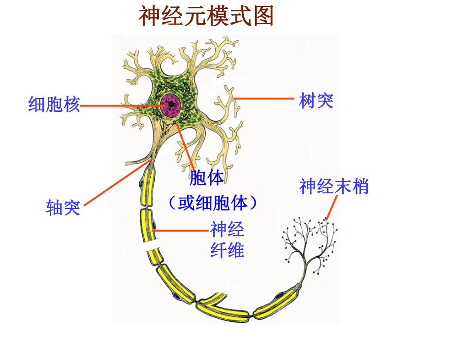 神经调节的结构基础2课件.ppt_第2页