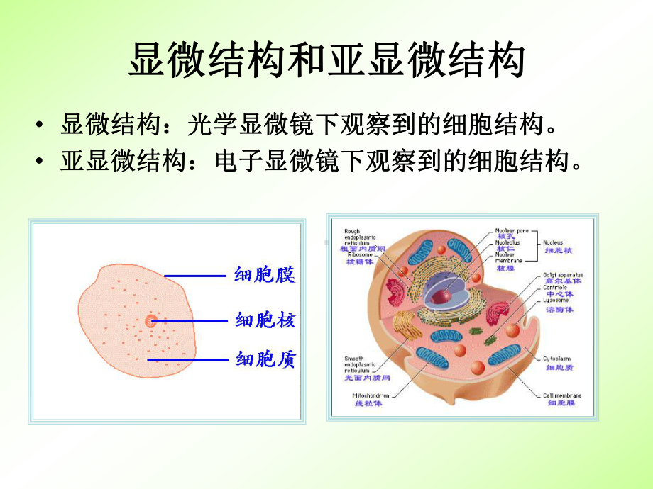 细胞的类型与结构课件.ppt_第1页