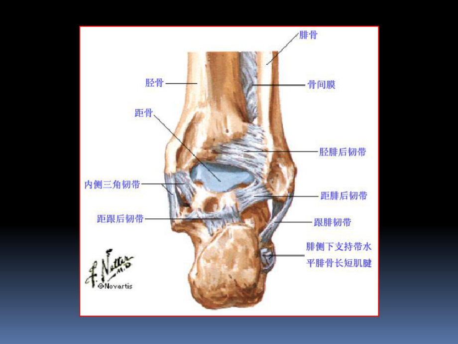 踝关节MRI解剖与常见病变课件.ppt_第3页