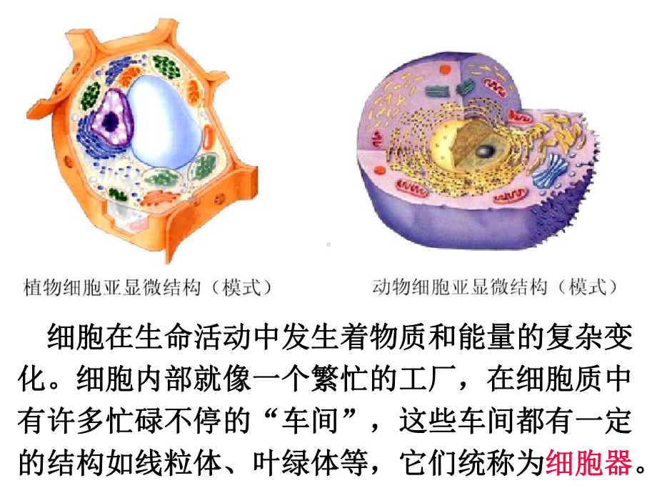 细胞器-系统内的分工合作16优秀课件.ppt_第3页