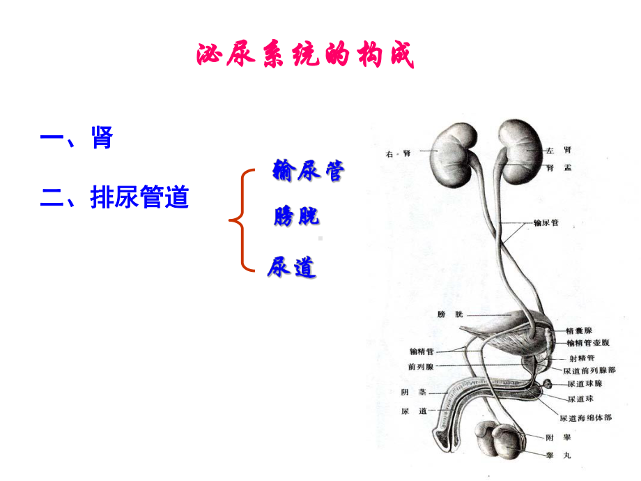 组织学泌尿系统课件.ppt_第1页