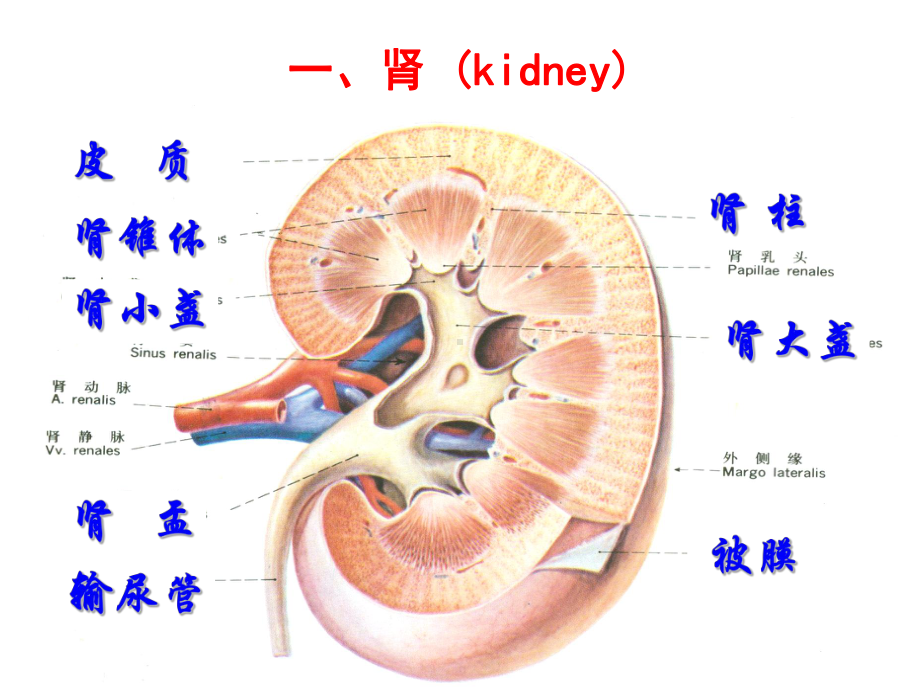 组织学泌尿系统课件.ppt_第2页