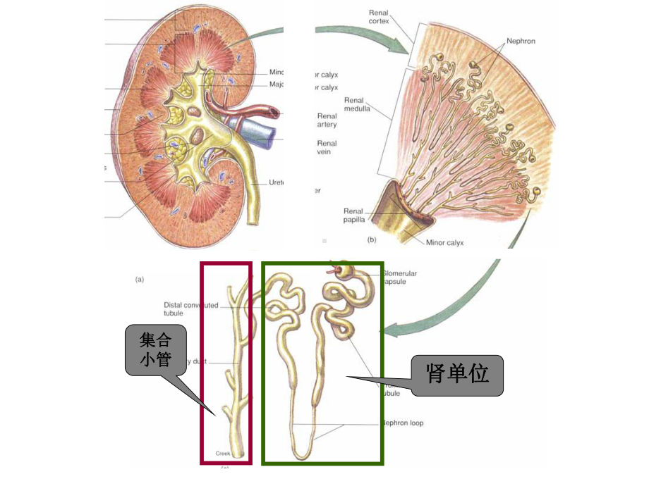 组织学泌尿系统课件.ppt_第3页