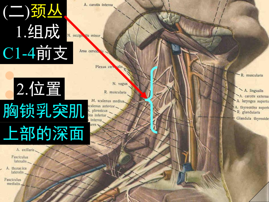 脊神经和脊神经课件.ppt_第3页