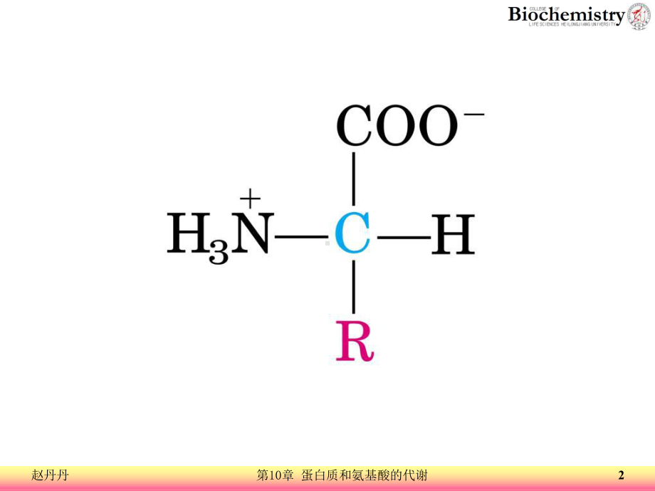 蛋白质和氨基酸的代谢课件.ppt_第2页