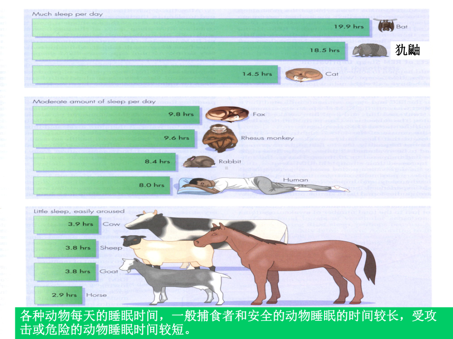 睡眠与觉醒的生理机制课件.ppt_第3页