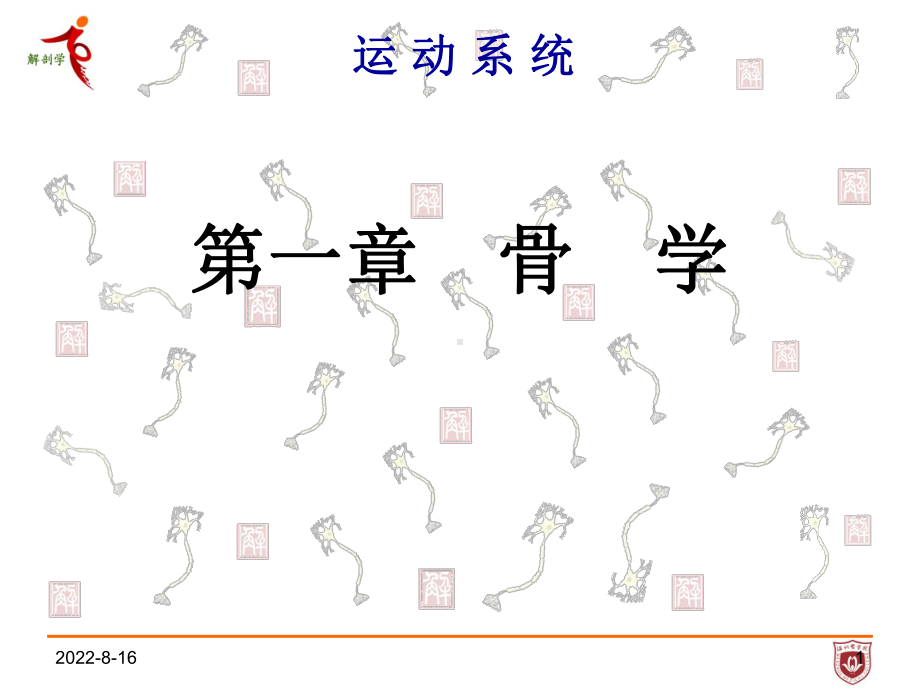 系统解剖学第一章骨学课件.ppt_第1页