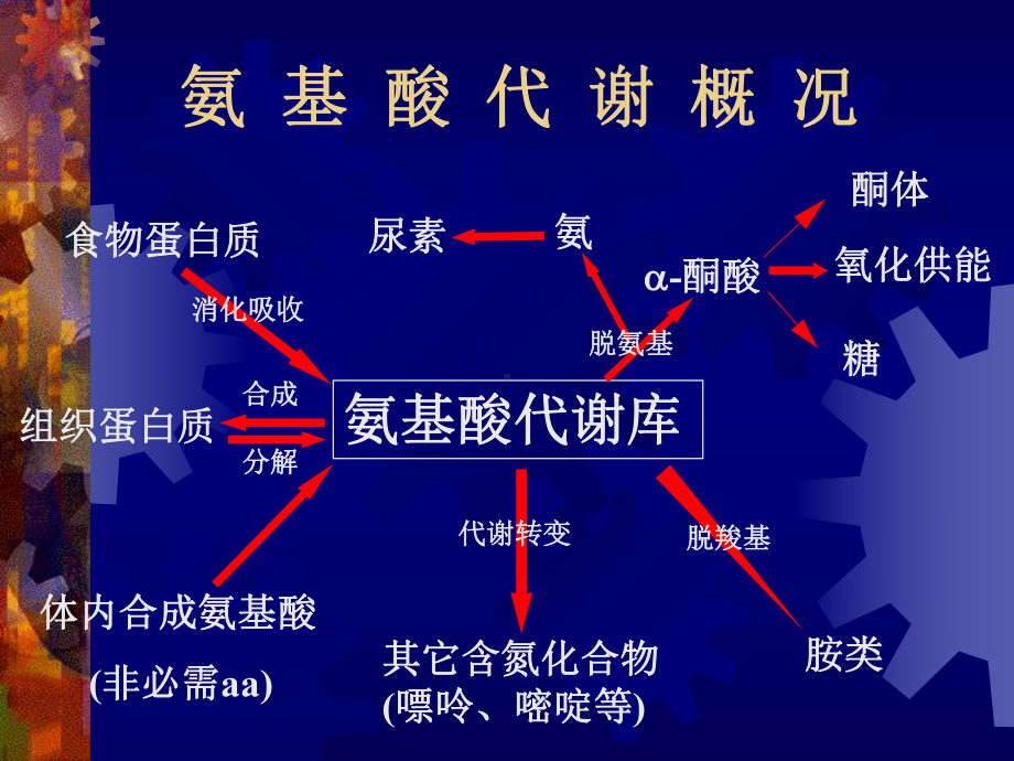 蛋白质促降解与氨基酸代谢课件.ppt_第2页