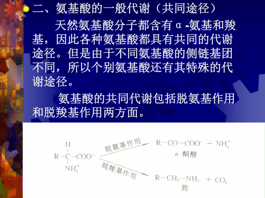 蛋白质促降解与氨基酸代谢课件.ppt_第3页