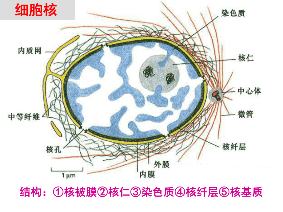 细胞核与染色体核糖体生物奥赛课件.ppt_第3页