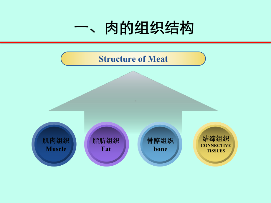 肉的组成与理化特性课件.ppt_第3页