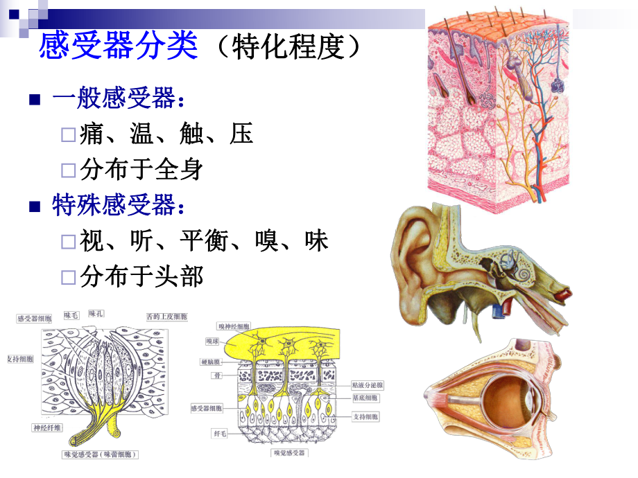 系统解剖学眼课件.ppt_第2页