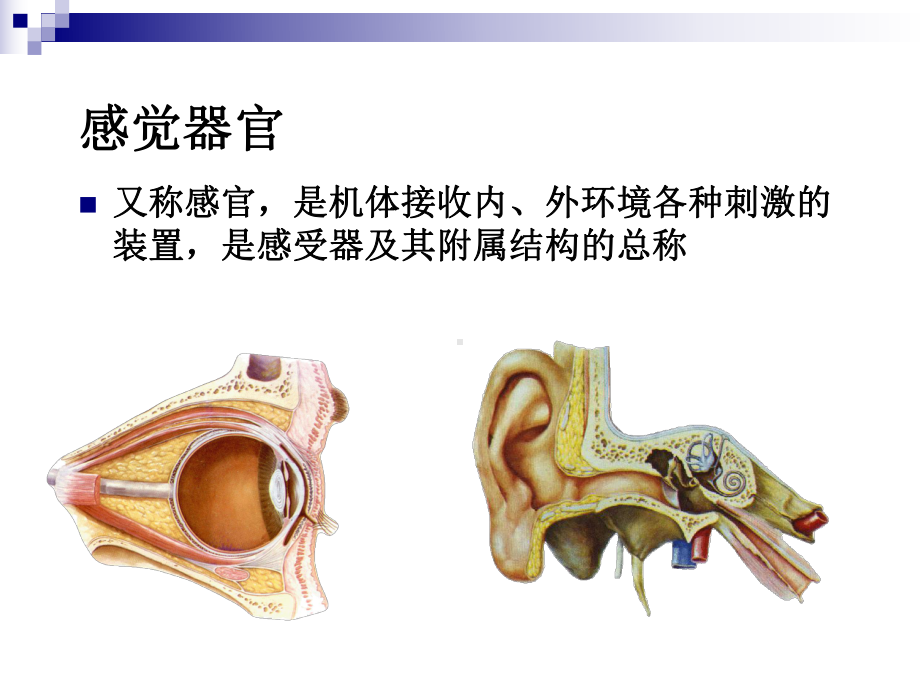 系统解剖学眼课件.ppt_第3页