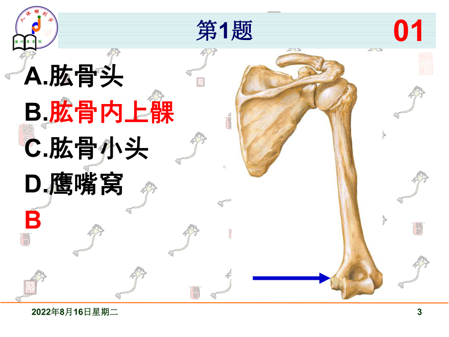 系统解剖学实验考试题实验答案课件.ppt_第3页