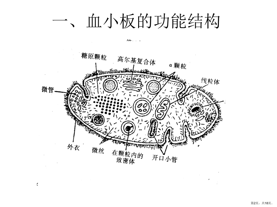 血小板止血功能异常与临床讲解课件.ppt_第2页