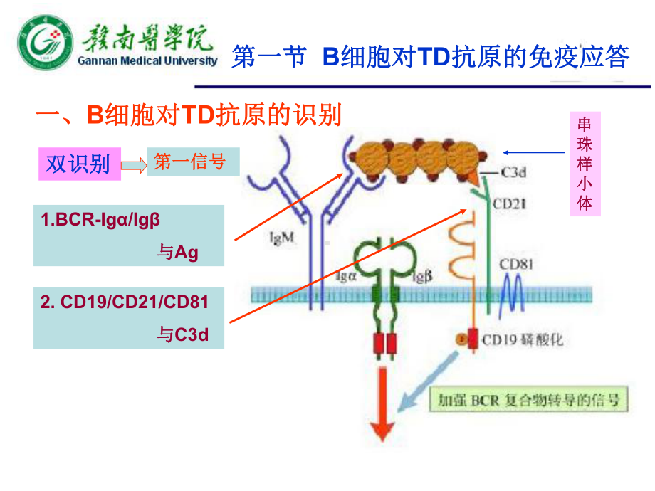 B淋巴细胞介导的特异性免疫应答课件.ppt_第3页