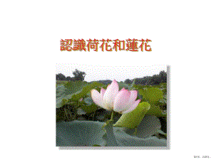 认识荷花和莲花.课件.ppt