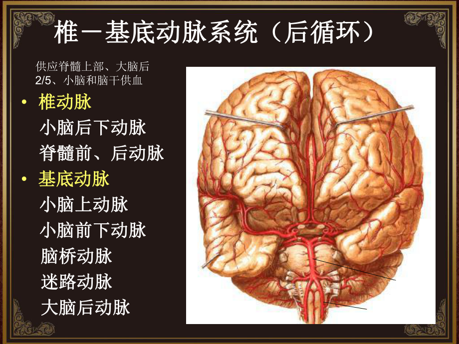 脑血管解剖及脑梗塞定位诊断动脉系统课件.ppt_第2页