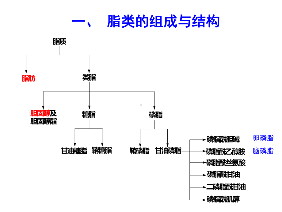 脂类的结构和功能课件.ppt_第3页