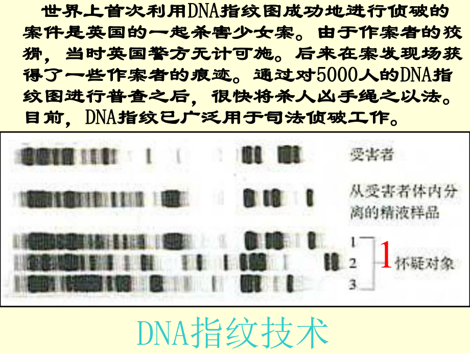 遗传信息的携带者-核酸ppt30-优秀课件.ppt_第2页