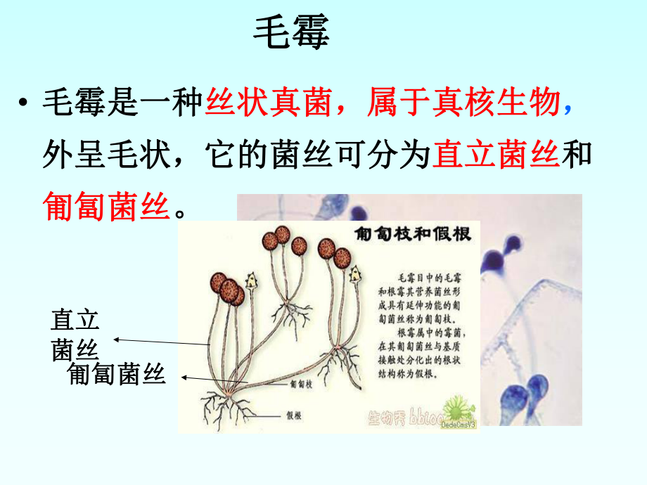 课题2腐乳的制作概要课件.ppt_第3页