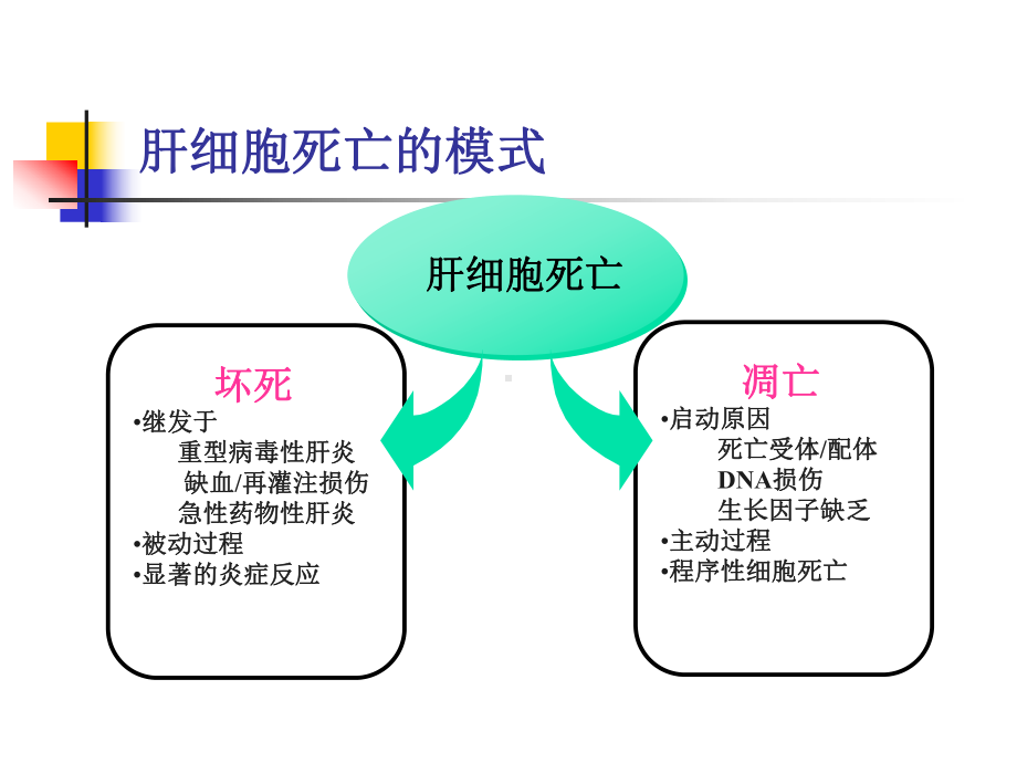 肝细胞死亡的基础与临床研究课件.ppt_第3页