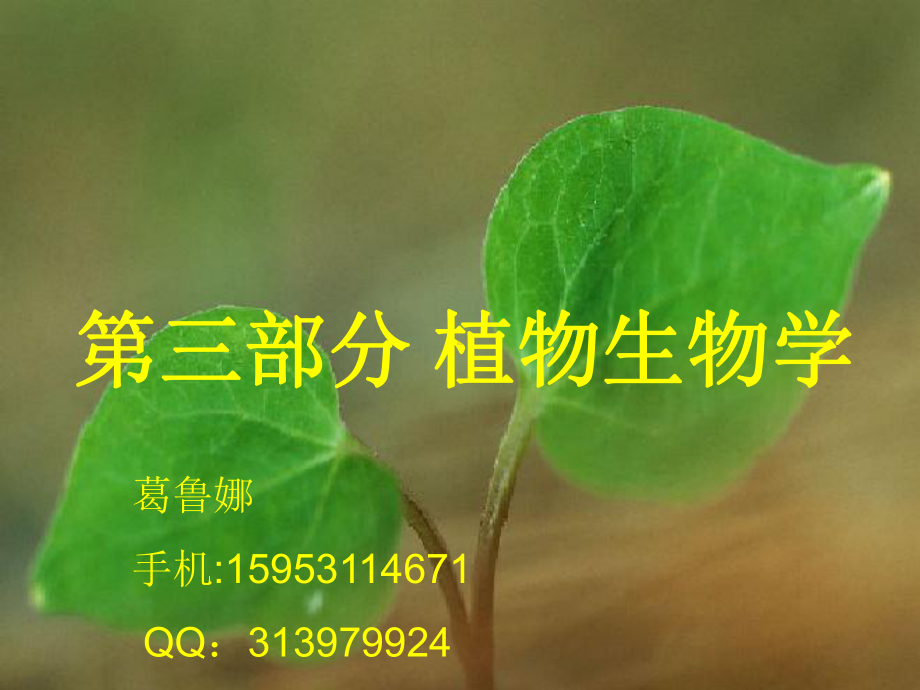 植物的组织与器官课件.ppt_第1页