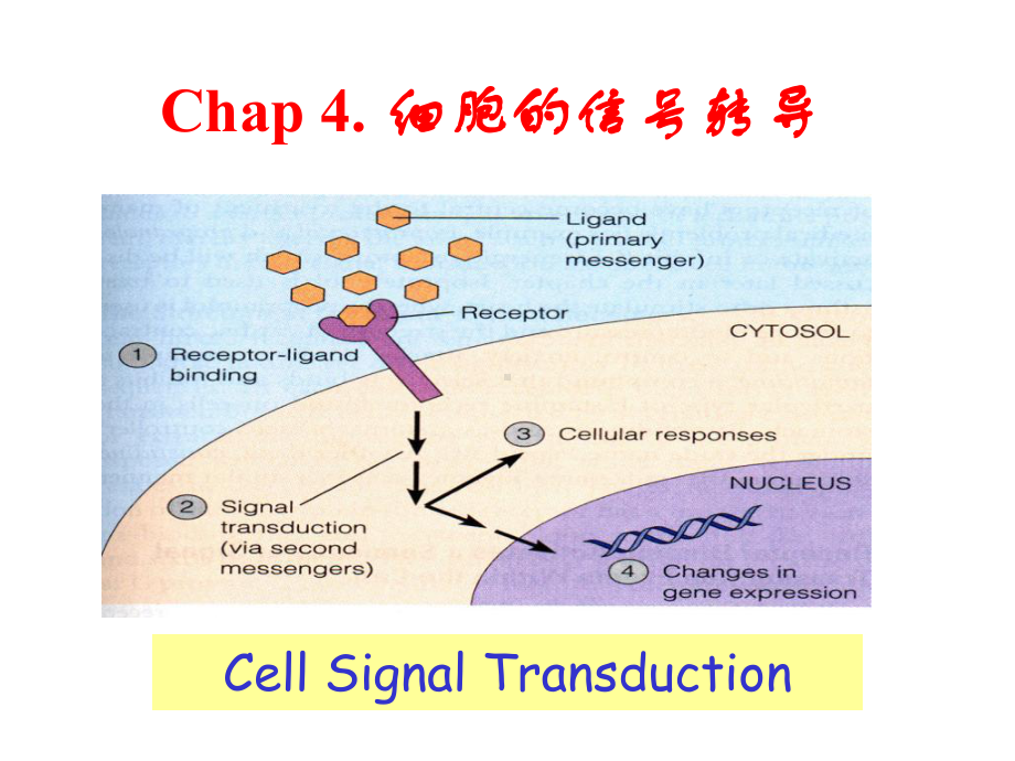 细胞的信号转导医学细胞生物学第四版课件.ppt_第1页