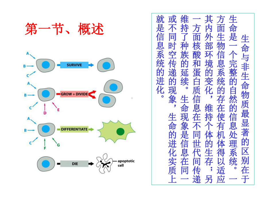 细胞的信号转导医学细胞生物学第四版课件.ppt_第3页