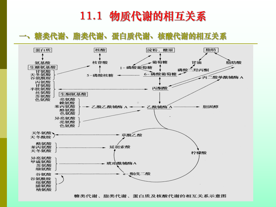 物质代谢途径的关系与调控课件.ppt_第2页