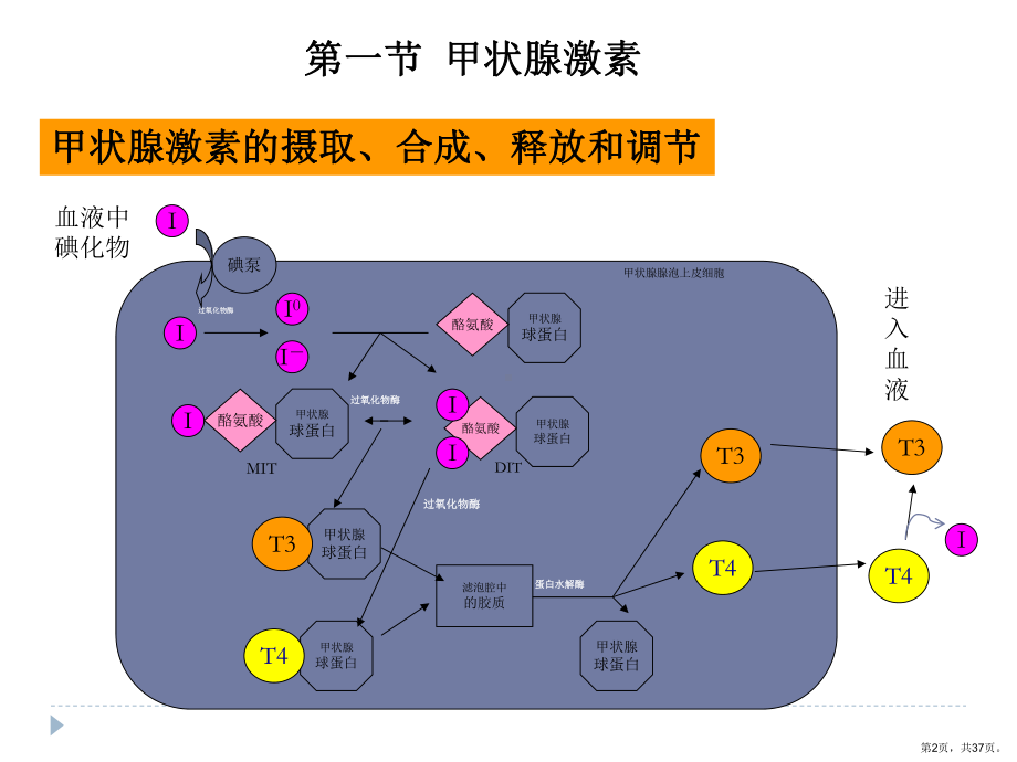 药理学抗甲状腺素药课件.ppt_第2页